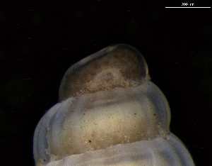  ( - 162047_02)  @11 [ ] Creative Commons BY NC SA (2025) University of Bergen Natural History Collections