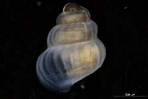  ( - 162047_02)  @11 [ ] Creative Commons BY NC SA (2025) University of Bergen Natural History Collections