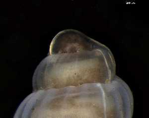  ( - 162047_02)  @11 [ ] Creative Commons BY NC SA (2025) University of Bergen Natural History Collections