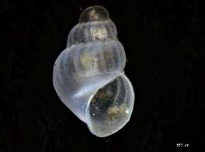  ( - 162047_03)  @11 [ ] Creative Commons BY NC SA (2025) University of Bergen Natural History Collections