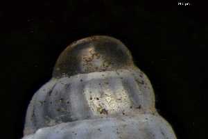  ( - 162047_03)  @11 [ ] Creative Commons BY NC SA (2025) University of Bergen Natural History Collections