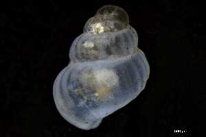  ( - 162047_03)  @11 [ ] Creative Commons BY NC SA (2025) University of Bergen Natural History Collections
