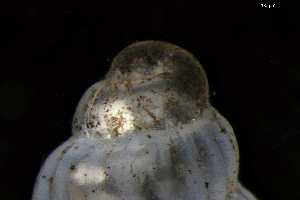  ( - 162047_03)  @11 [ ] Creative Commons BY NC SA (2025) University of Bergen Natural History Collections