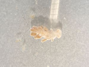  ( - 162073)  @11 [ ] Creative Commons BY NC SA (2025) University of Bergen Natural History Collections
