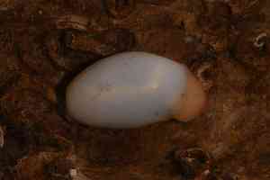  ( - ZMBN_162087)  @11 [ ] Creative Commons BY NC SA (2025) University of Bergen Natural History Collections