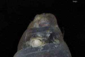  ( - ZMBN_162090)  @11 [ ] Creative Commons BY NC SA (2025) University of Bergen Natural History Collections