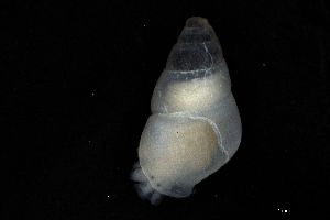  ( - ZMBN_162090)  @11 [ ] Creative Commons BY NC SA (2025) University of Bergen Natural History Collections