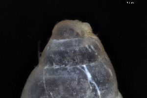  ( - ZMBN_162090)  @11 [ ] Creative Commons BY NC SA (2025) University of Bergen Natural History Collections