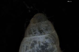  ( - ZMBN_162103)  @11 [ ] Creative Commons BY NC SA (2025) University of Bergen Natural History Collections