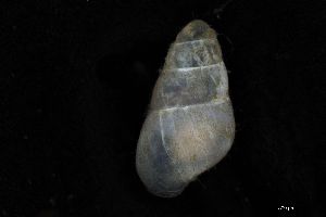  ( - ZMBN_162103)  @11 [ ] Creative Commons BY NC SA (2025) University of Bergen Natural History Collections