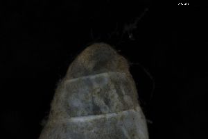  ( - ZMBN_162103)  @11 [ ] Creative Commons BY NC SA (2025) University of Bergen Natural History Collections