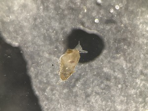  ( - ZMBN_162103)  @11 [ ] Creative Commons BY NC SA (2025) University of Bergen Natural History Collections