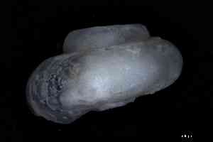  (Xylodisculidae - ZMBN_166310_02)  @11 [ ] Creative Commons BY NC SA (2025) University of Bergen Natural History Collections