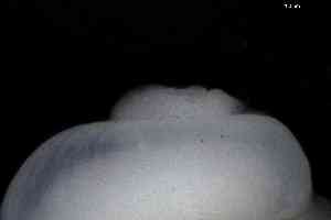  (Hyalogyrinidae - ZMBN_166318_04)  @11 [ ] Creative Commons BY NC SA (2025) University of Bergen Natural History Collections