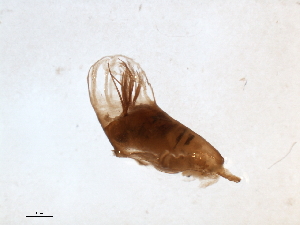  ( - SIM-CANADA-227)  @12 [ ] CreativeCommons - Attribution (2009) CBG Photography Group Centre for Biodiversity Genomics