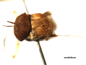  ( - SIM-CANADA-448)  @12 [ ] CreativeCommons - Attribution (2009) CBG Photography Group Centre for Biodiversity Genomics