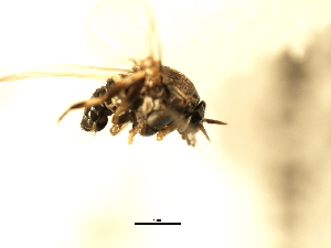  ( - SIM-CANADA-452)  @12 [ ] CreativeCommons - Attribution (2009) CBG Photography Group Centre for Biodiversity Genomics