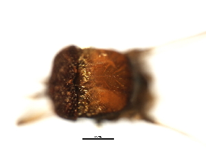  ( - SIM-CANADA-454)  @12 [ ] CreativeCommons - Attribution (2009) CBG Photography Group Centre for Biodiversity Genomics