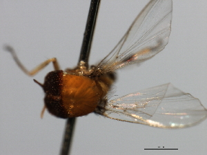  ( - SIM-CANADA-503)  @12 [ ] CreativeCommons - Attribution (2009) CBG Photography Group Centre for Biodiversity Genomics