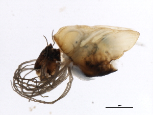  ( - SIM-CANADA-142)  @12 [ ] CreativeCommons - Attribution (2009) CBG Photography Group Centre for Biodiversity Genomics