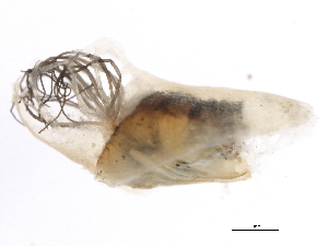  ( - SIM-CANADA-143)  @12 [ ] CreativeCommons - Attribution (2009) CBG Photography Group Centre for Biodiversity Genomics