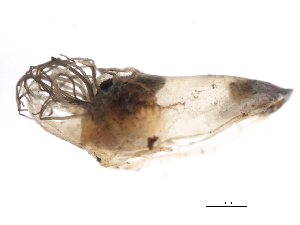  ( - SIM-CANADA-150)  @12 [ ] CreativeCommons - Attribution (2009) CBG Photography Group Centre for Biodiversity Genomics