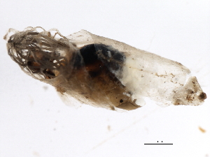  ( - SIM-CANADA-151)  @12 [ ] CreativeCommons - Attribution (2009) CBG Photography Group Centre for Biodiversity Genomics