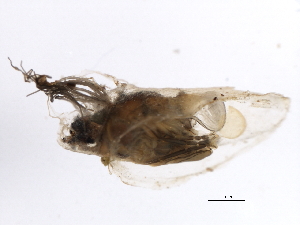  ( - SIM-CANADA-154)  @12 [ ] CreativeCommons - Attribution (2009) CBG Photography Group Centre for Biodiversity Genomics
