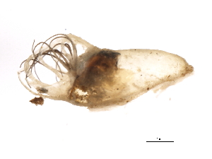  ( - SIM-CANADA-163)  @12 [ ] CreativeCommons - Attribution (2009) CBG Photography Group Centre for Biodiversity Genomics