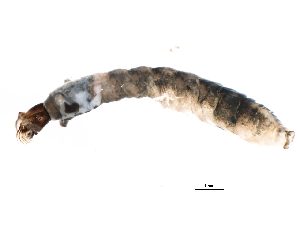  ( - SIM-CANADA-166)  @12 [ ] CreativeCommons - Attribution (2009) CBG Photography Group Centre for Biodiversity Genomics