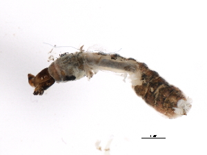  ( - SIM-CANADA-167)  @12 [ ] CreativeCommons - Attribution (2009) CBG Photography Group Centre for Biodiversity Genomics