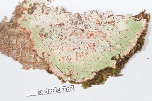  (Arthoniaceae - BC-GF2024-2420)  @11 [ ] CCby (2025) R&eacute;my Poncet Museum national d'Histoire naturelle, Paris