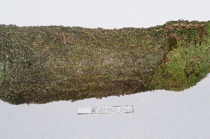  (Fissurina - BC-GF2024-2422)  @11 [ ] CCby (2025) Rémy Poncet Museum national d'Histoire naturelle, Paris