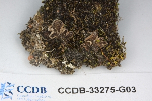  ( - CCDB-33275-G03)  @11 [ ] CreativeCommons - Attribution (2019) Centre for Biodiversity Genomics Centre for Biodiversity Genomics