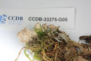  ( - CCDB-33275-G05)  @11 [ ] CreativeCommons - Attribution (2019) Centre for Biodiversity Genomics Centre for Biodiversity Genomics