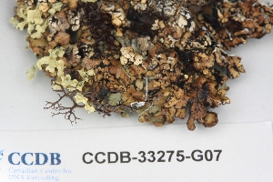  ( - CCDB-33275-G07)  @11 [ ] CreativeCommons - Attribution (2019) Centre for Biodiversity Genomics Centre for Biodiversity Genomics