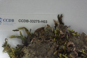  ( - CCDB-33275-H03)  @11 [ ] CreativeCommons - Attribution (2019) Centre for Biodiversity Genomics Centre for Biodiversity Genomics