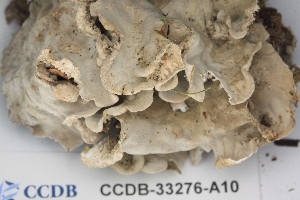 ( - CCDB-33276-A10)  @11 [ ] CreativeCommons - Attribution (2019) Centre for Biodiversity Genomics Centre for Biodiversity Genomics