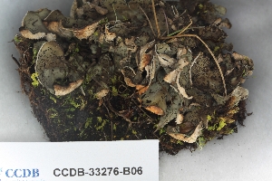  ( - CCDB-33276-B06)  @11 [ ] CreativeCommons - Attribution (2019) Centre for Biodiversity Genomics Centre for Biodiversity Genomics