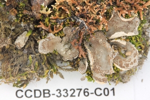  ( - CCDB-33276-C01)  @11 [ ] CreativeCommons - Attribution (2019) Centre for Biodiversity Genomics Centre for Biodiversity Genomics