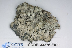  ( - CCDB-33276-E02)  @11 [ ] CreativeCommons - Attribution (2019) Centre for Biodiversity Genomics Centre for Biodiversity Genomics