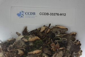  ( - CCDB-33276-H12)  @11 [ ] CreativeCommons - Attribution (2019) Centre for Biodiversity Genomics Centre for Biodiversity Genomics