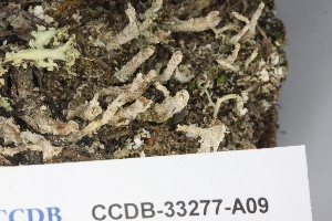  (Cladonia acuminata - CCDB-33277-A09)  @11 [ ] CreativeCommons - Attribution (2019) Centre for Biodiversity Genomics Centre for Biodiversity Genomics