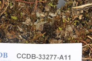  (Peltigera lyngei - CCDB-33277-A11)  @11 [ ] CreativeCommons - Attribution (2019) Centre for Biodiversity Genomics Centre for Biodiversity Genomics