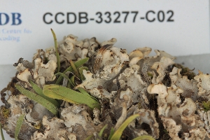  ( - CCDB-33277-C02)  @11 [ ] CreativeCommons - Attribution (2019) Centre for Biodiversity Genomics Centre for Biodiversity Genomics
