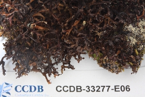  (Cetraria ericetorum - CCDB-33277-E06)  @11 [ ] CreativeCommons - Attribution (2019) Centre for Biodiversity Genomics Centre for Biodiversity Genomics