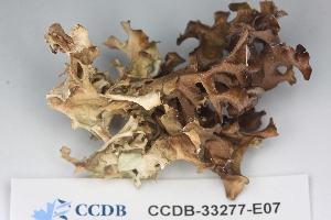  ( - CCDB-33277-E07)  @11 [ ] CreativeCommons - Attribution (2019) Centre for Biodiversity Genomics Centre for Biodiversity Genomics