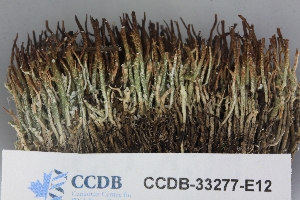  ( - CCDB-33277-E12)  @11 [ ] CreativeCommons - Attribution (2019) Centre for Biodiversity Genomics Centre for Biodiversity Genomics