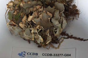  (Peltigera lyngei - CCDB-33277-G04)  @11 [ ] CreativeCommons - Attribution (2019) Centre for Biodiversity Genomics Centre for Biodiversity Genomics