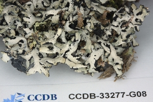  ( - CCDB-33277-G08)  @11 [ ] CreativeCommons - Attribution (2019) Centre for Biodiversity Genomics Centre for Biodiversity Genomics